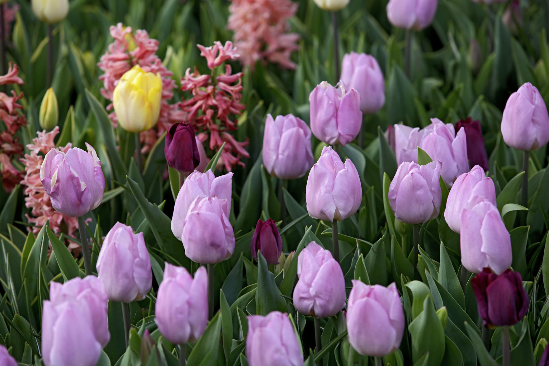 Tulsa Botanic Garden